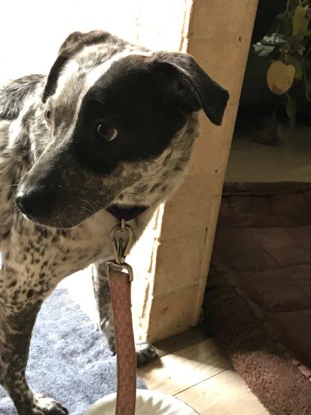 dog adopted from Denver sheleter