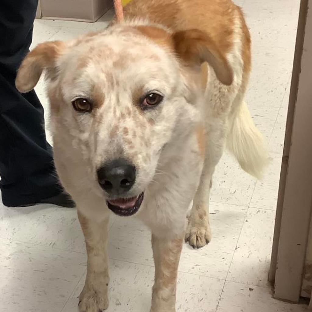 Great pyrenees best sale red heeler mix